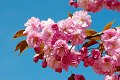 artheroes werkaandemuur Blossom Bloesem floraison bloesemtocht bloesemroute betuwe fruitboom fruitbomen tiel haspengouw lente sakura